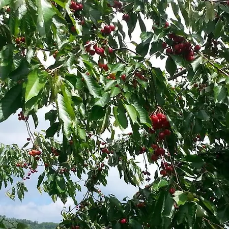 度假居 Alma's Sweet 塞拉耶佛